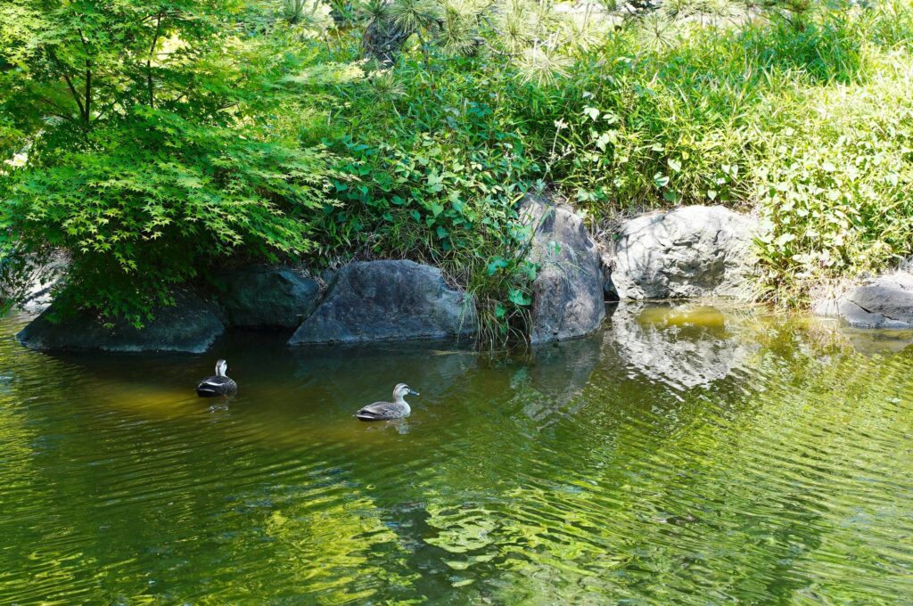 松濤園　カモ