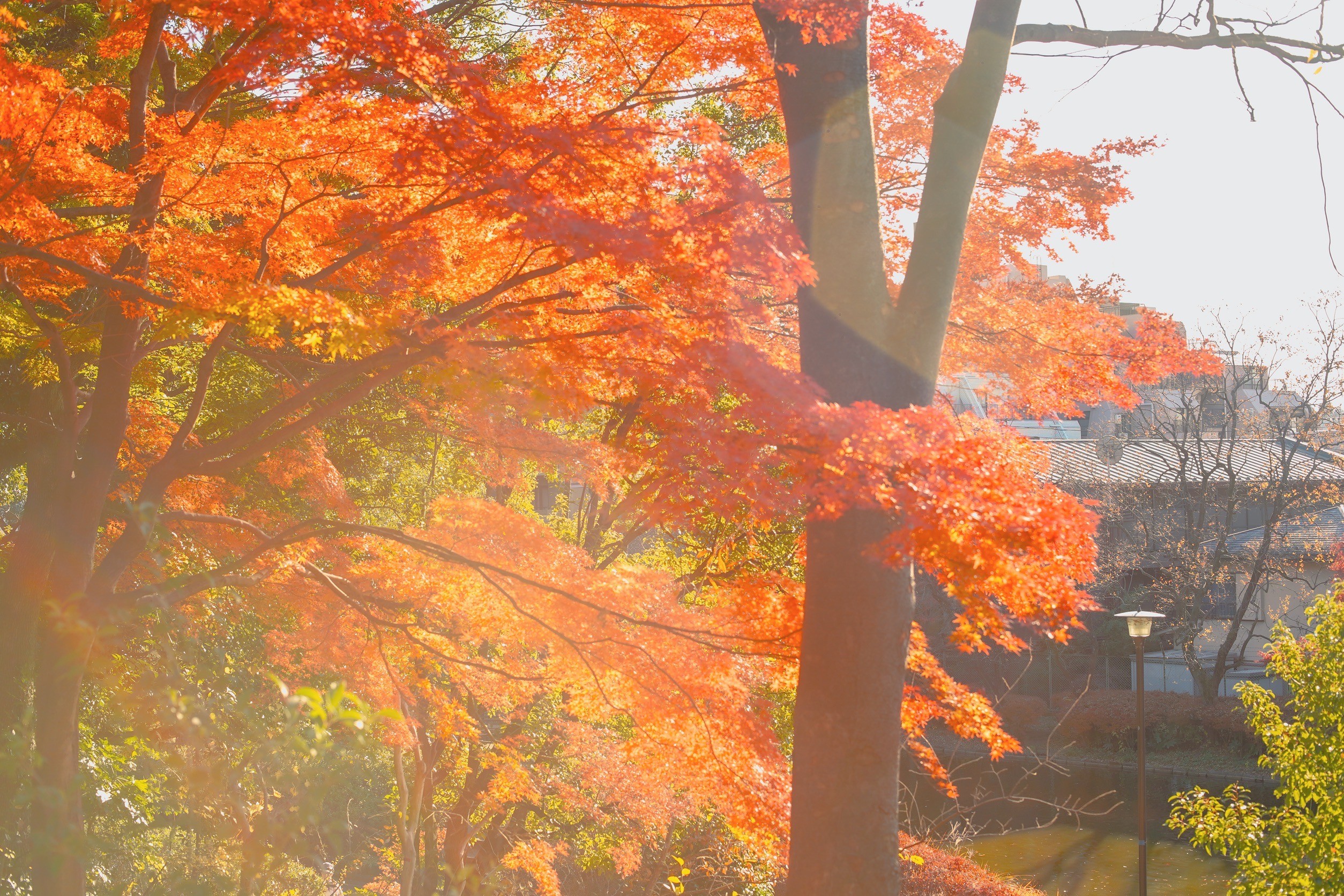 平和島で紅葉巡り散歩【ミノルタ MC ROKKOR-PG 50mm F1.4＋SONY α7Ⅲ】