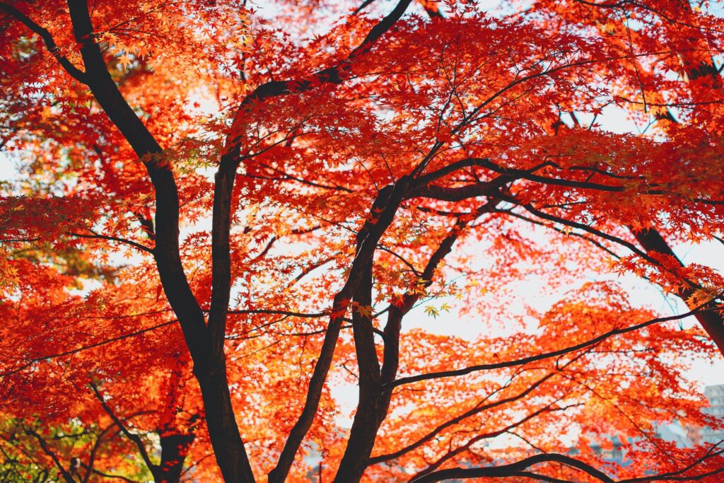 平和の森公園　もみじ①