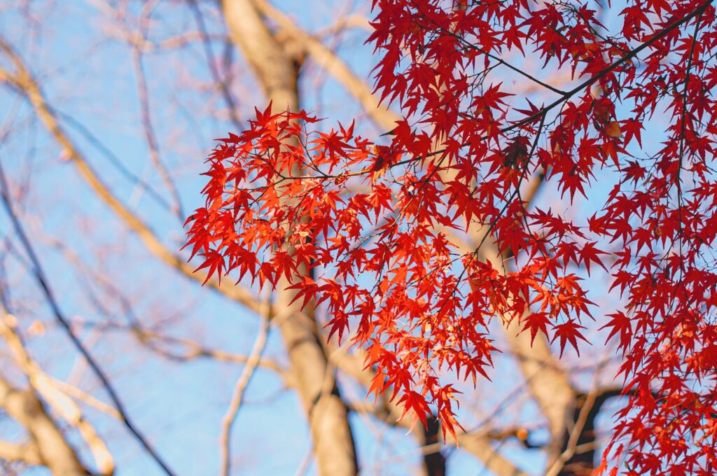 平和の森公園　紅葉アップ写真