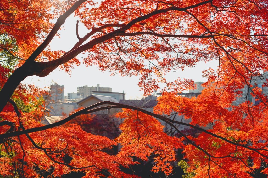 平和の森公園　紅葉のアーチ