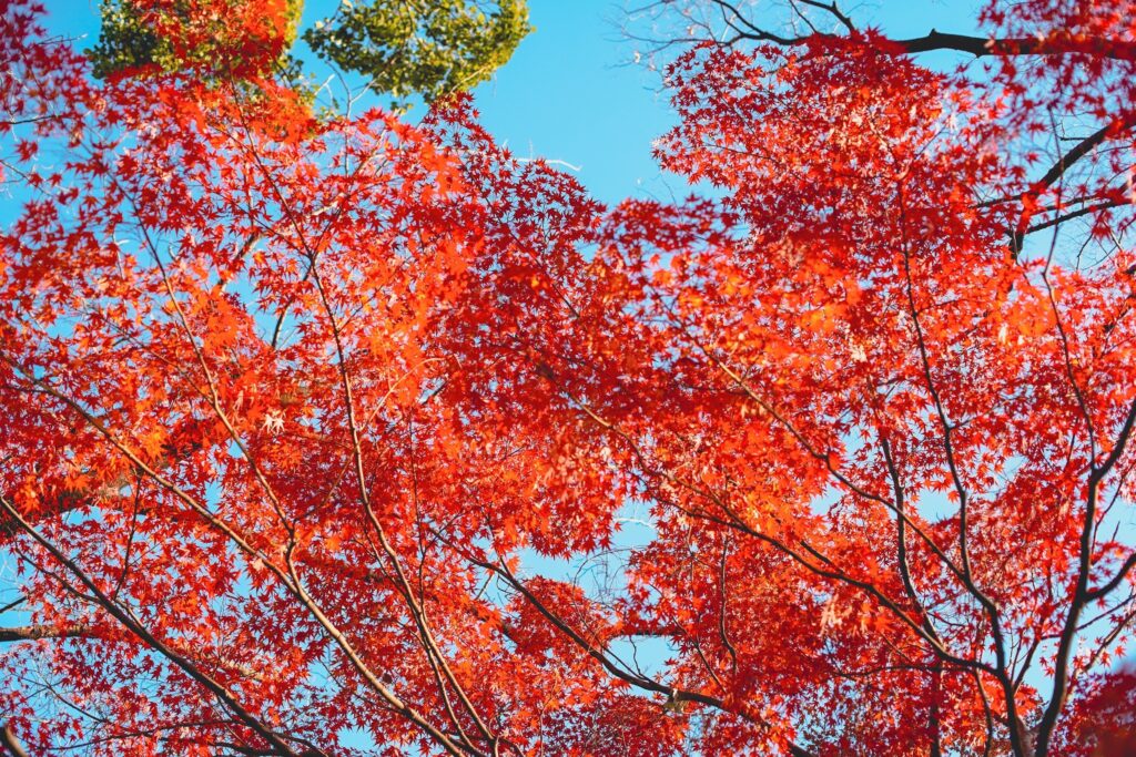 平和の森公園　もみじ②