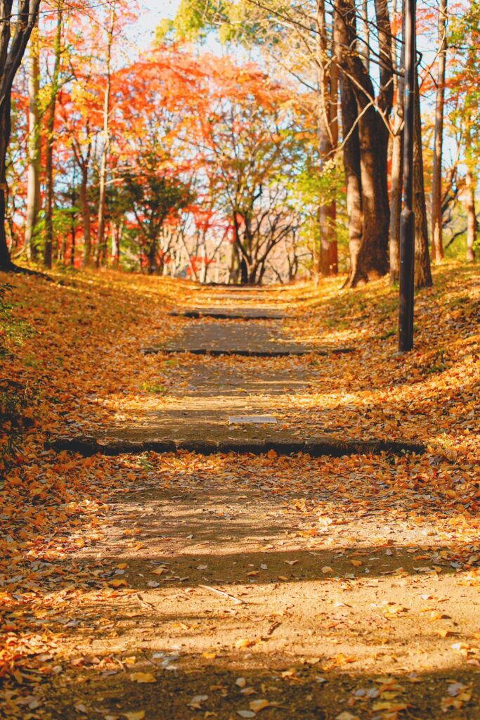 平和の森公園　イチョウの絨毯