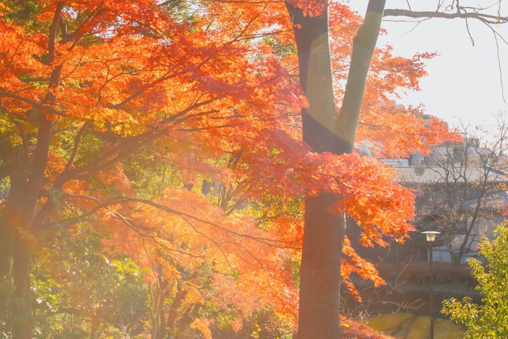 平和の森公園　照らされる紅葉