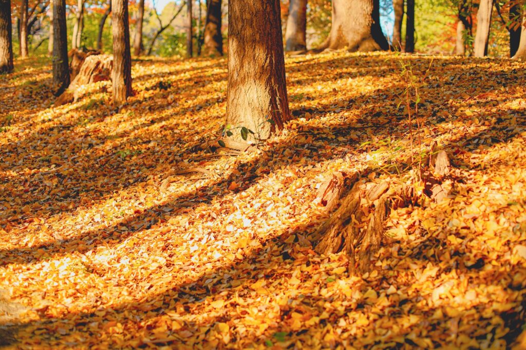 平和の森公園　木漏れ日
