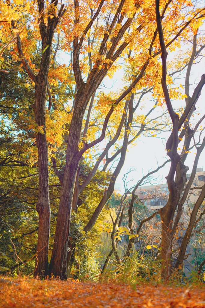 平和の森公園　イチョウの紅葉