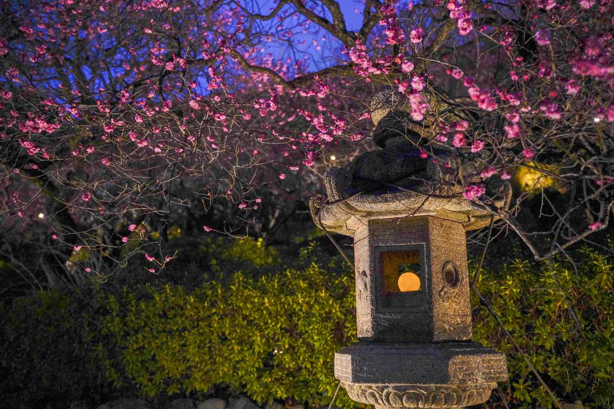 池上梅園 灯篭と梅