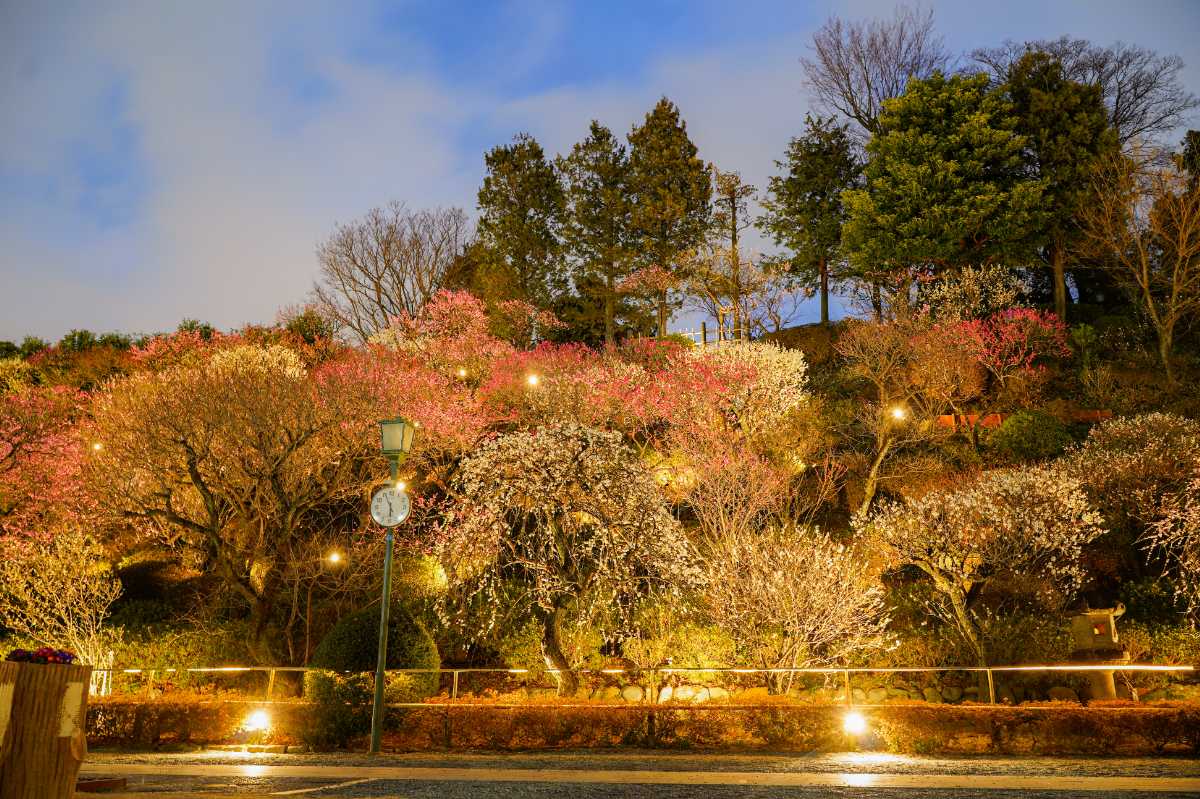 池上梅園 梅 ライトアップ