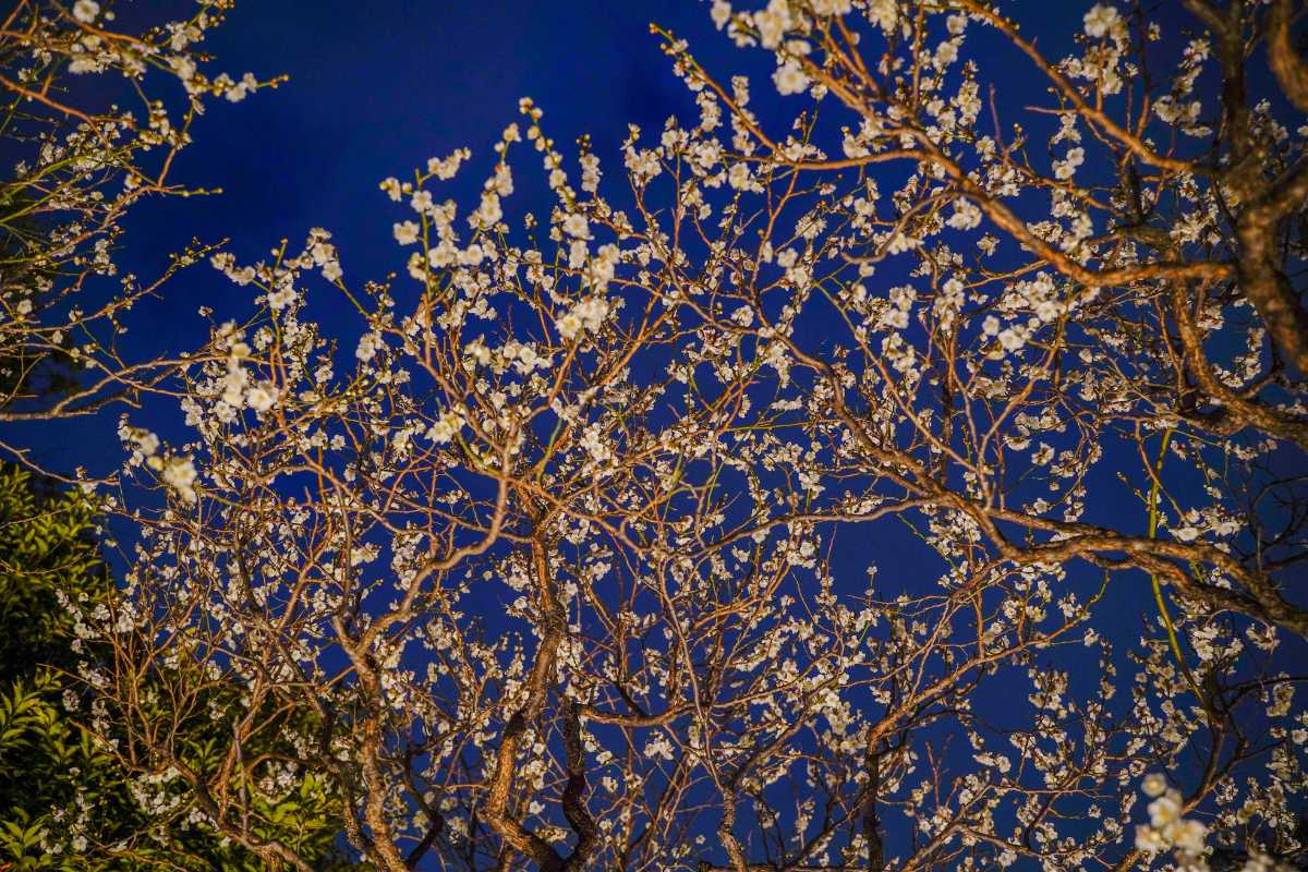 池上梅園 頭上に降り注ぐ梅