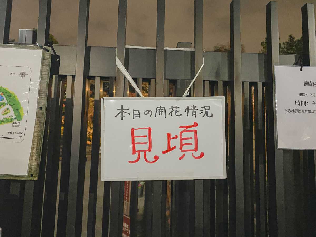 池上梅園 開花情報