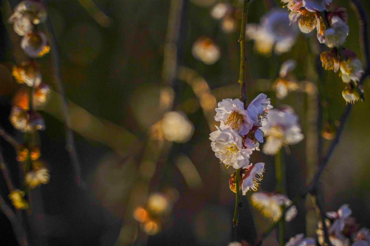 池上梅園 しだれ梅