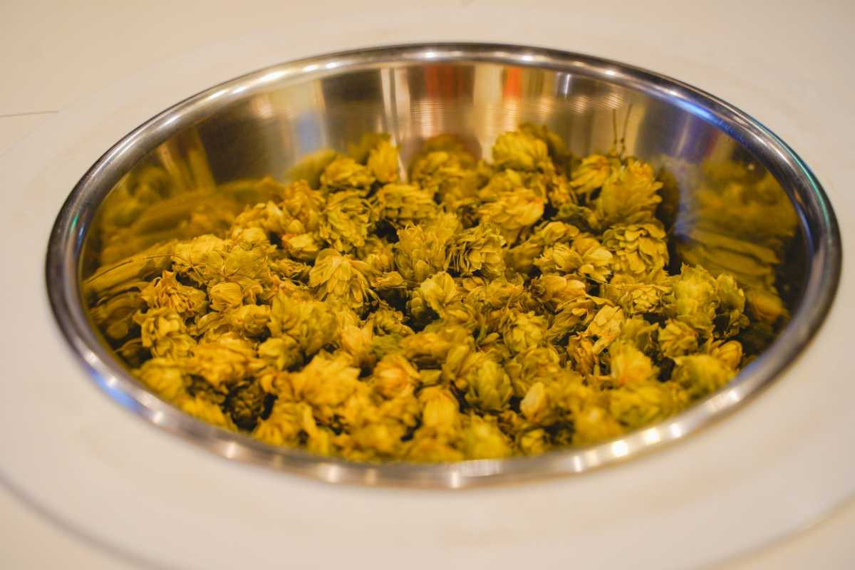 キリンビール横浜工場 ホップ