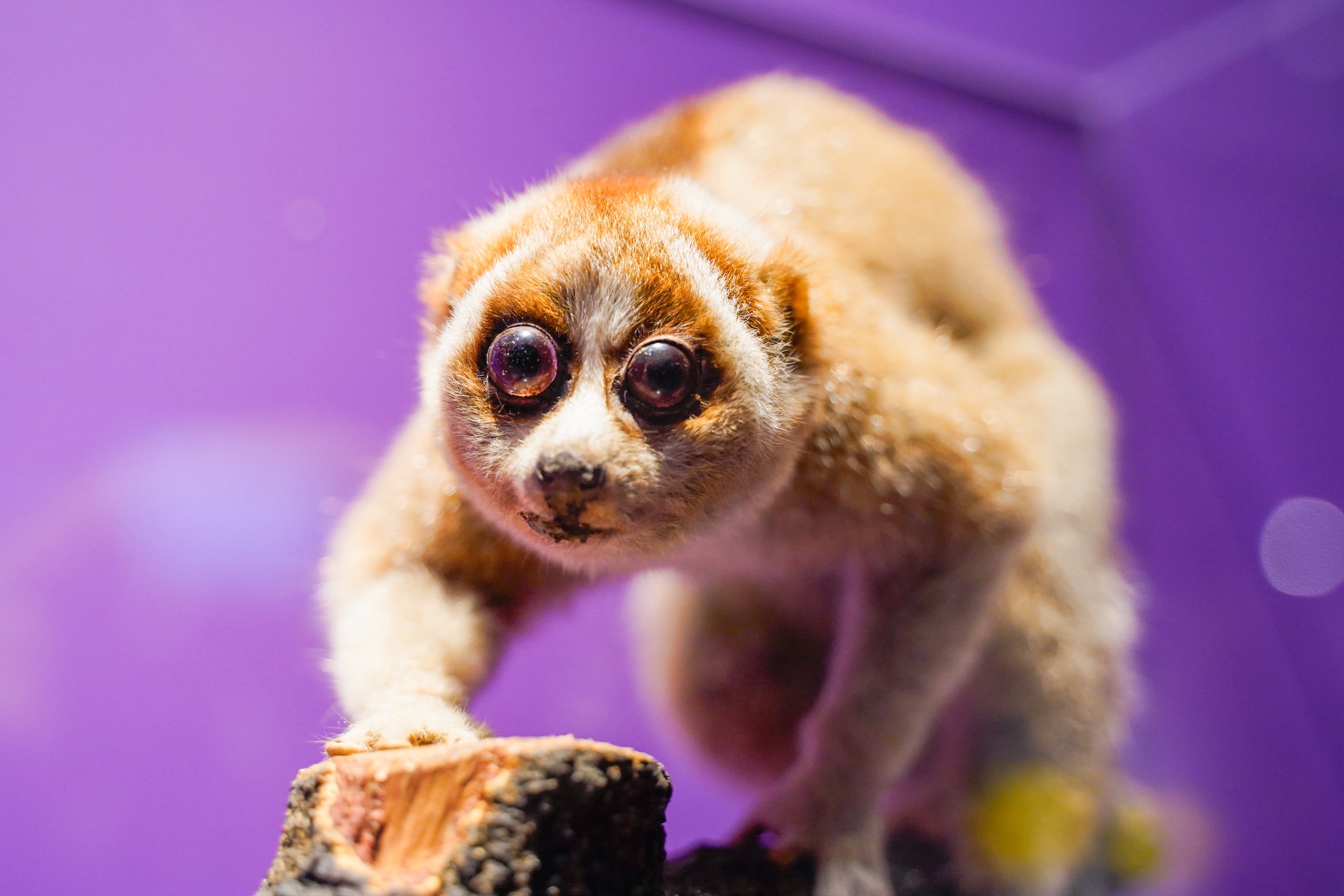 『超危険生物展』スローロリス剥製