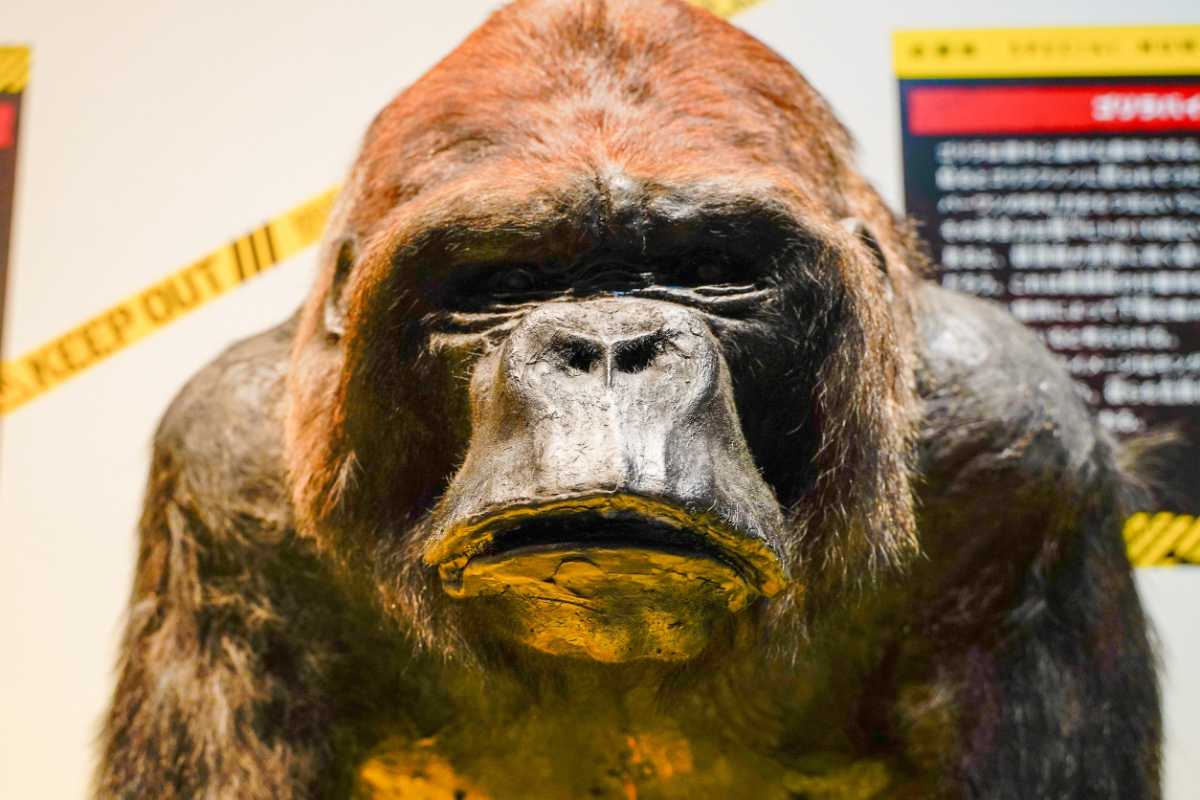 『超危険生物展』ゴリラの剥製