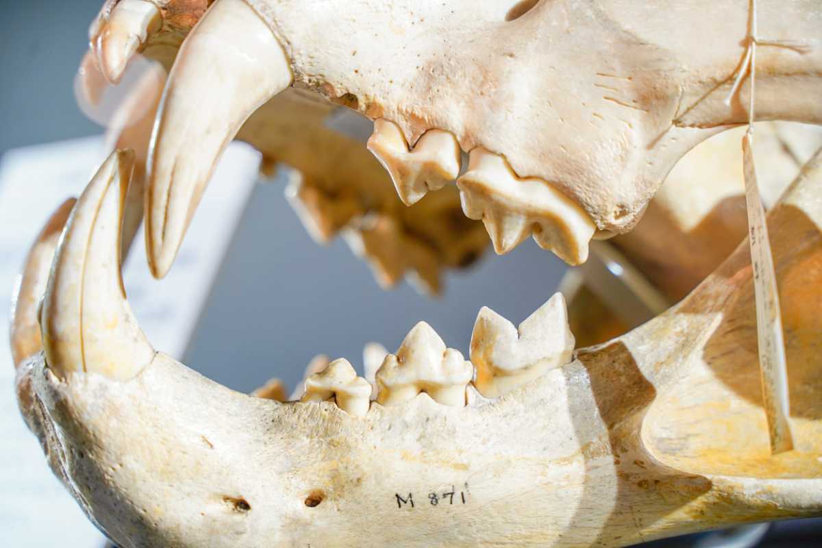 『超危険生物展』トラの骨格標本