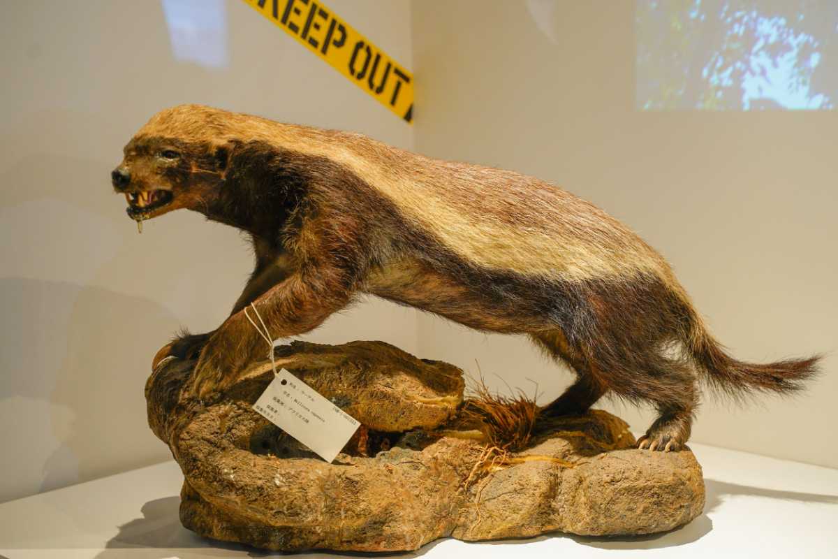 『超危険生物展』ラーテルの剥製