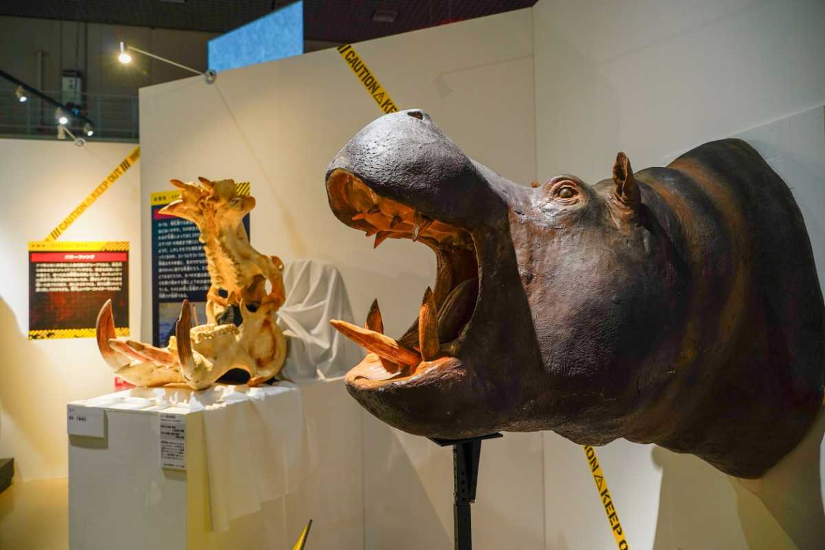 『超危険生物展』カバの剥製