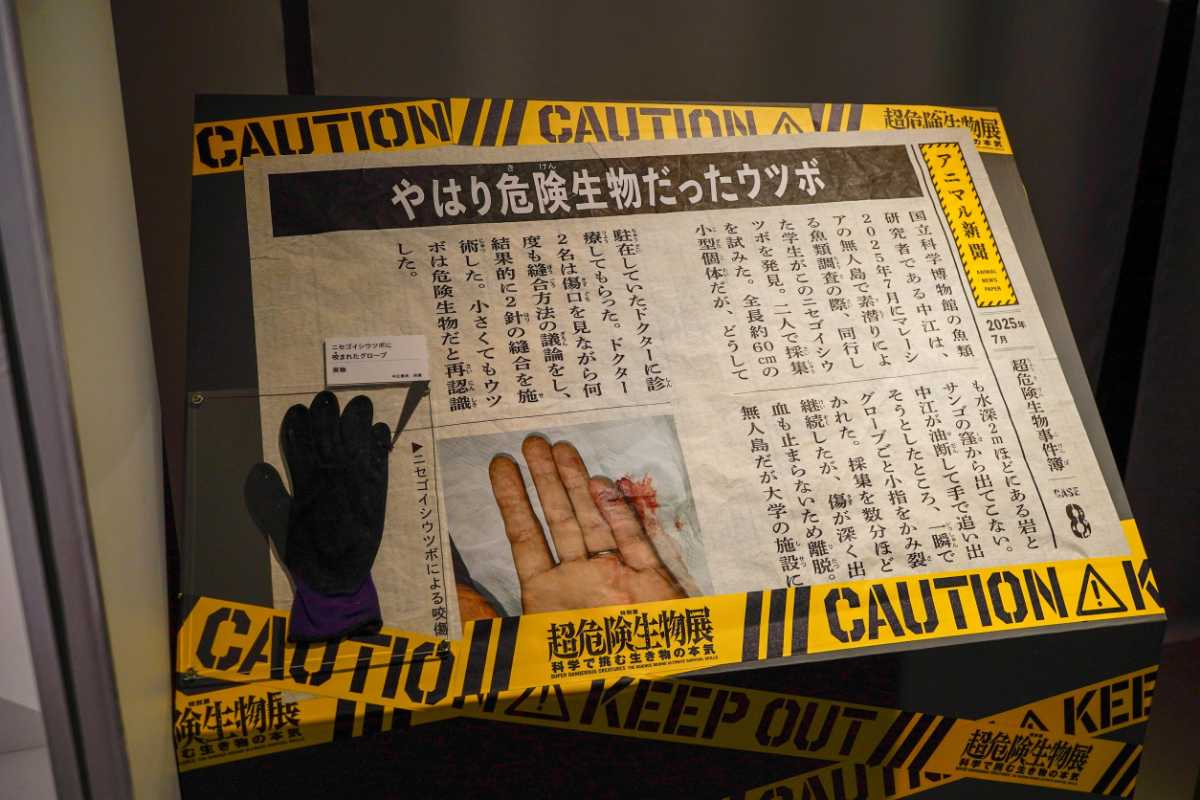 『超危険生物展』アニマル新聞 ウツボの被害