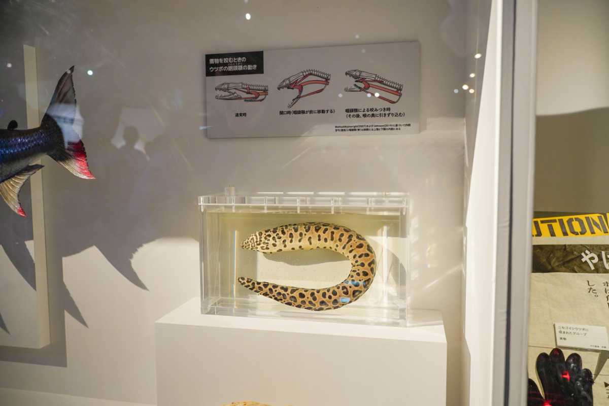 『超危険生物展』危険なウツボ