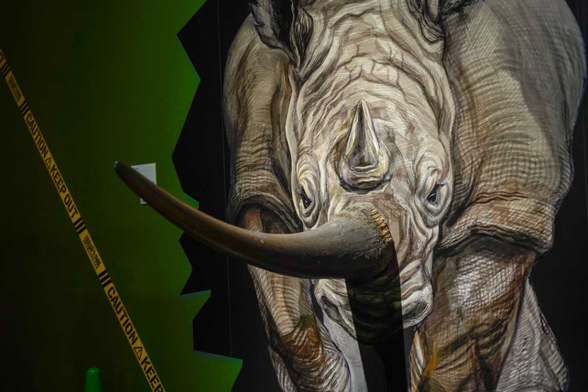 『超危険生物展』 サイのツノ