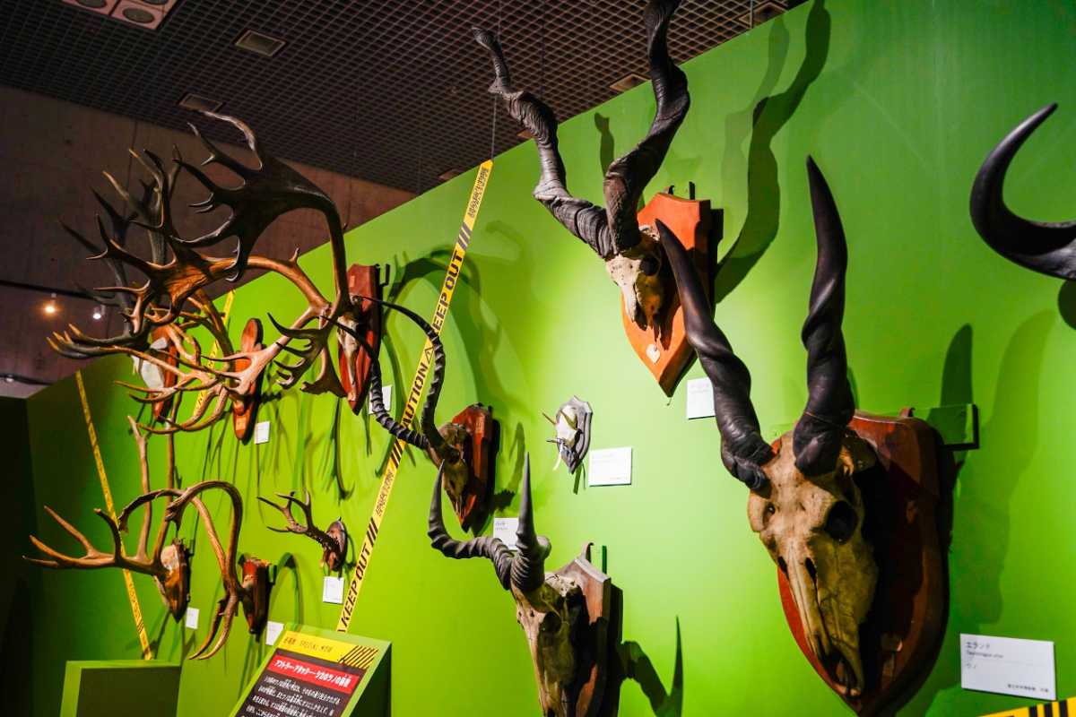 『超危険生物展』ツノの展示