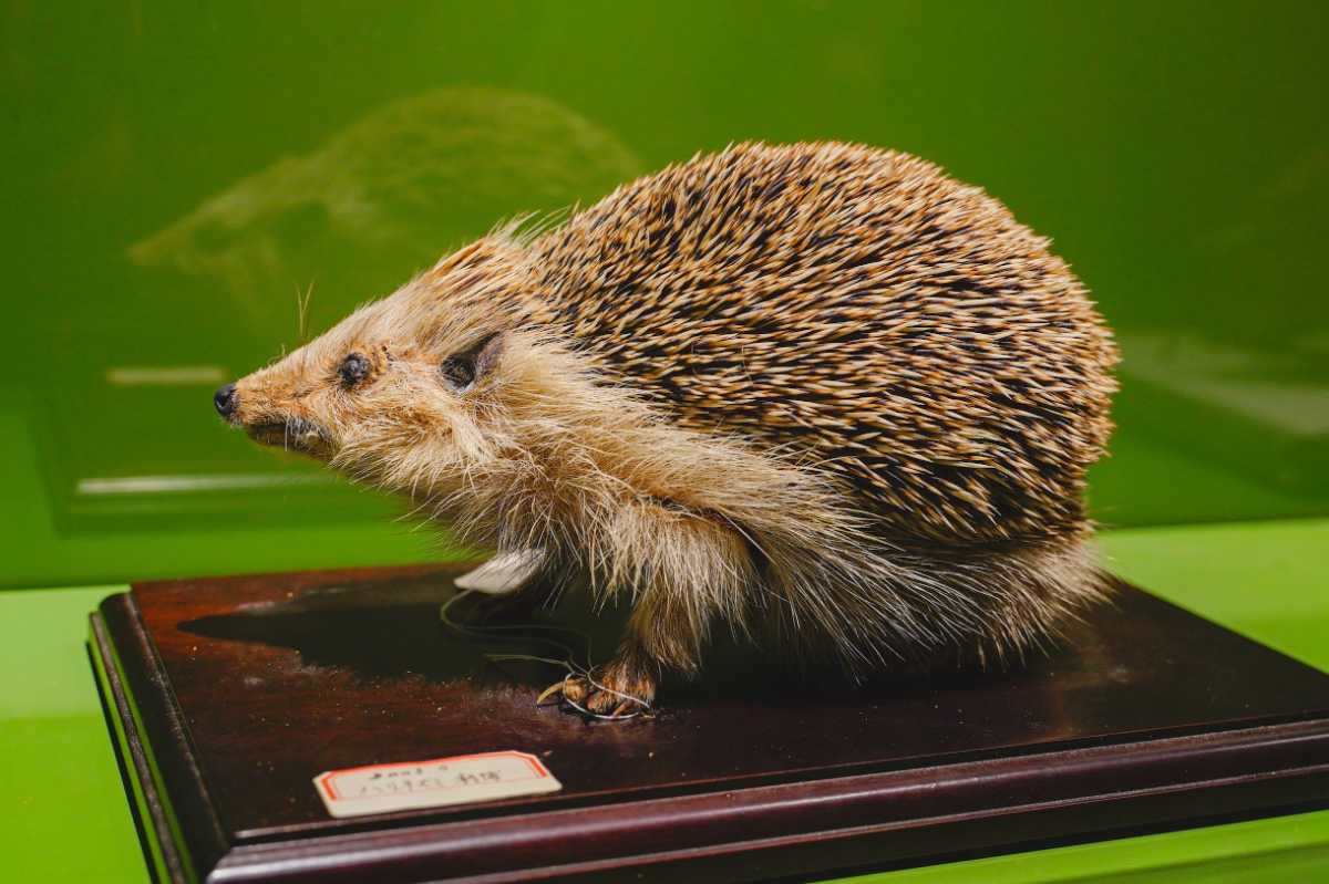 『超危険生物展』ハリネズミ