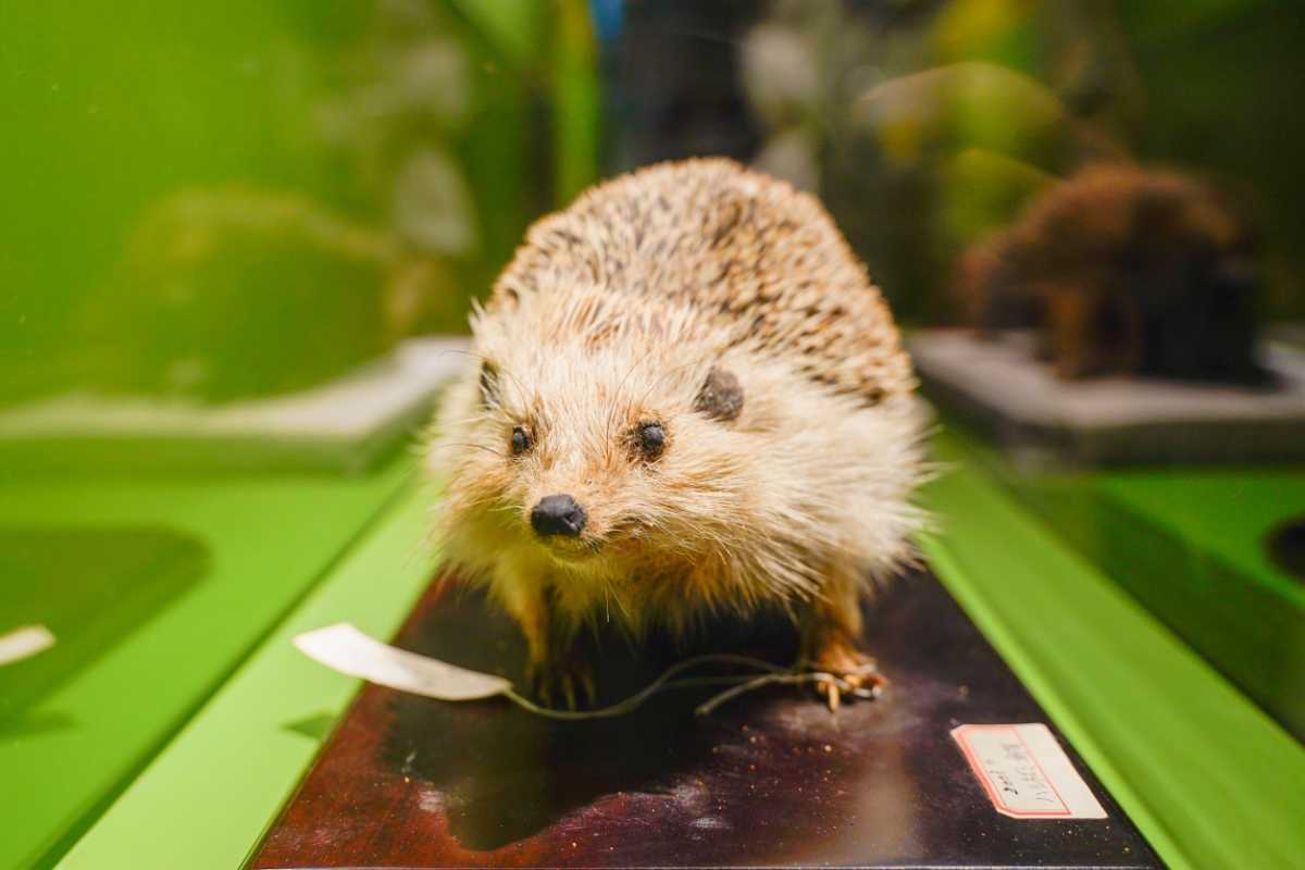 『超危険生物展』ハリネズミ2