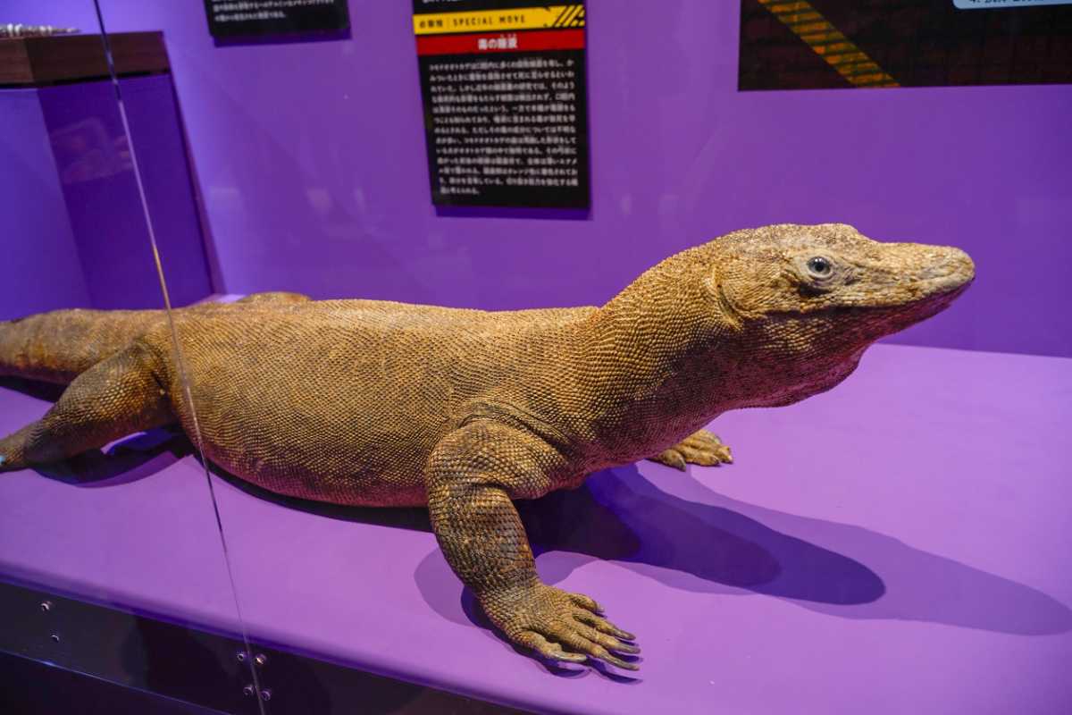 『超危険生物展』コモドオオトカゲ剥製