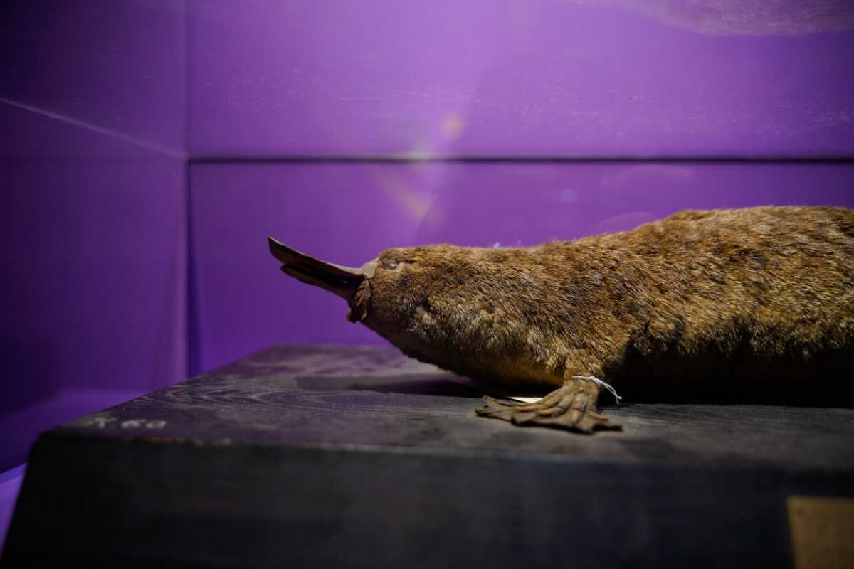 『超危険生物展』カモノハシ剥製