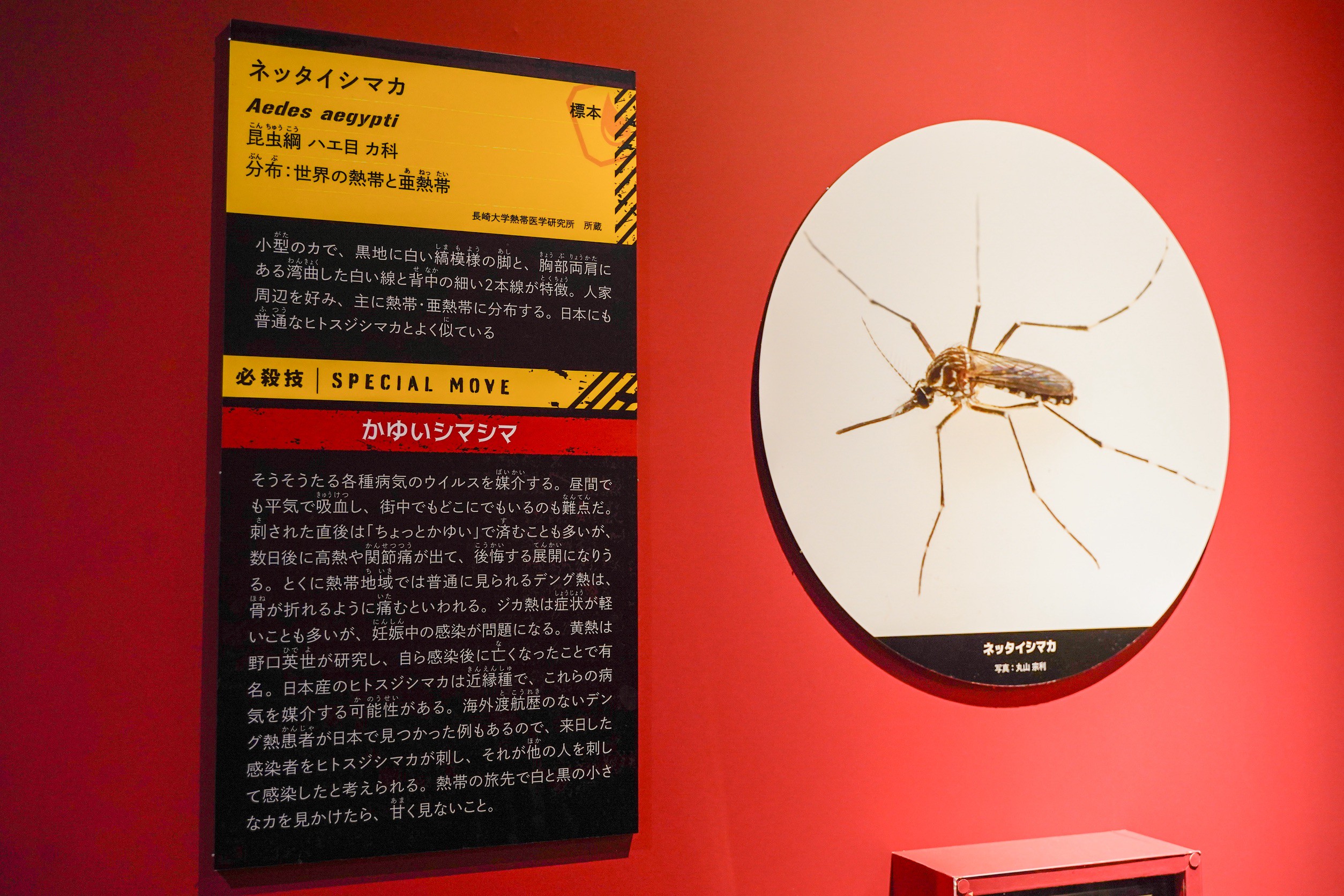 『超危険生物展』ネッタイシマカ 展示