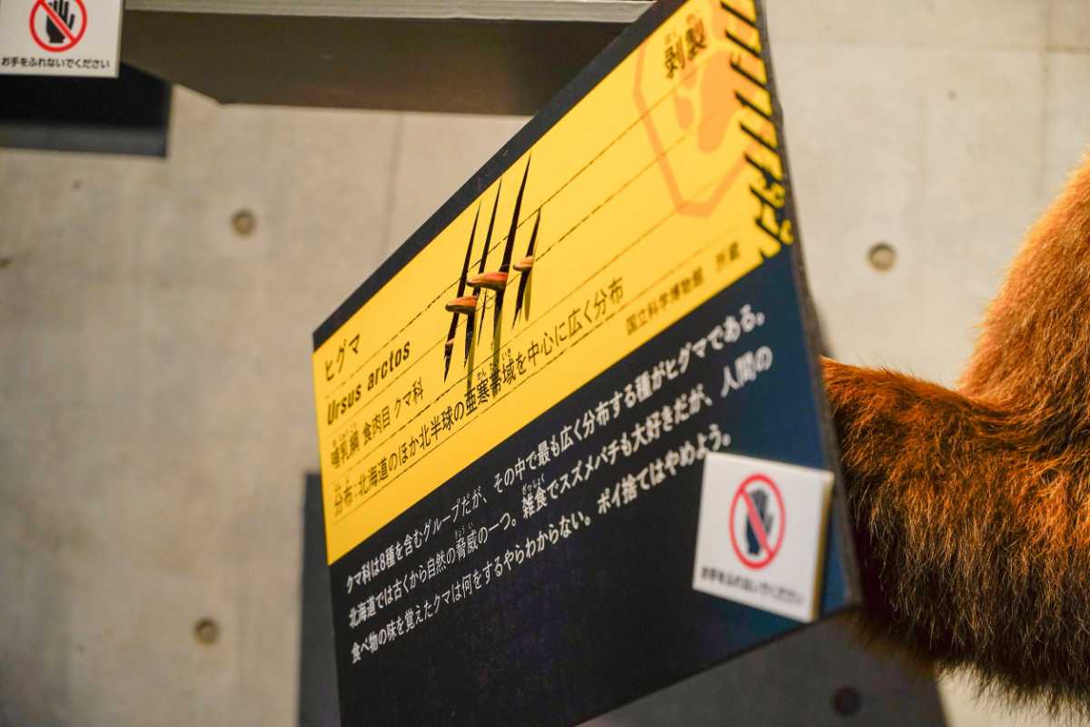 『超危険生物展』 ヒグマの爪