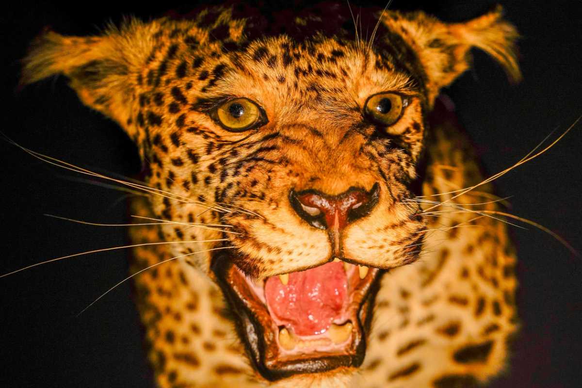 『超危険生物展』暗闇に浮かび上がるジャガー