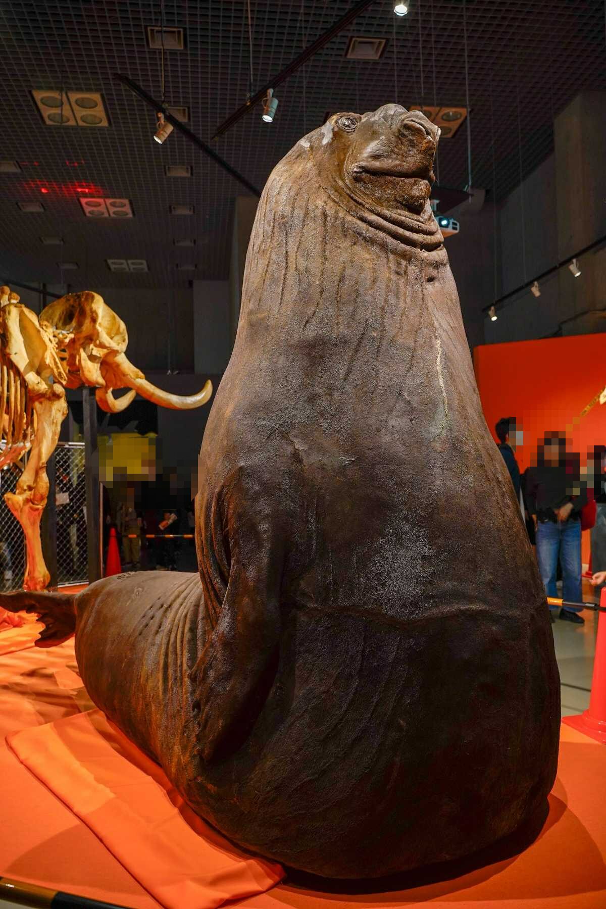 『超危険生物展』 ミナミゾウアザラシの剥製