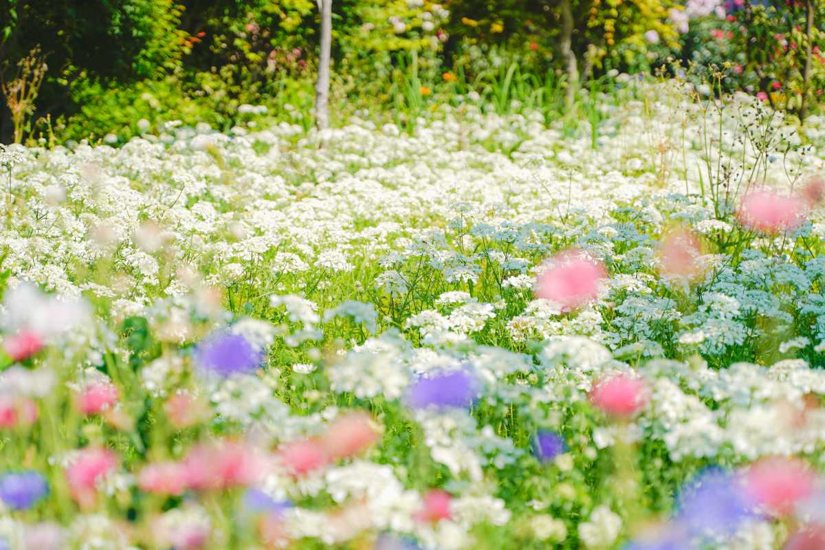 森ケ崎緑華園 花畑