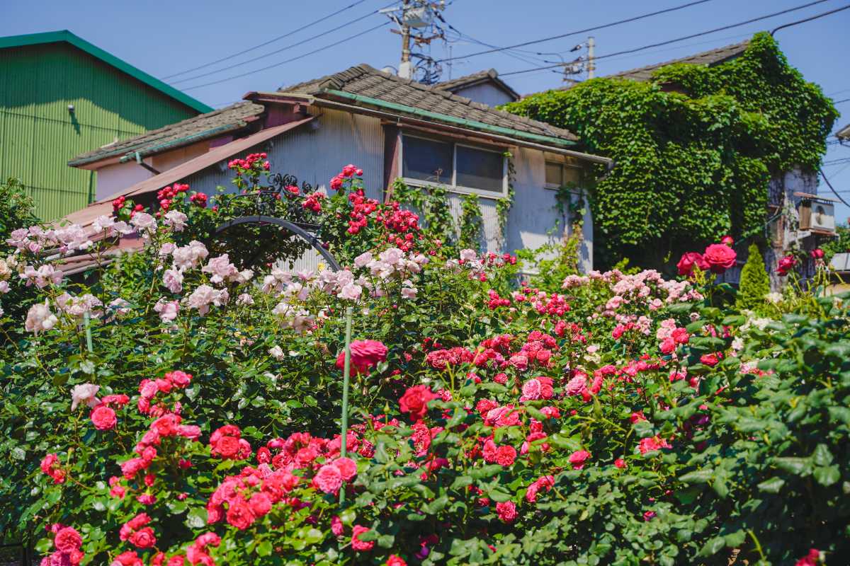 森ケ崎緑華園 バラと民家2
