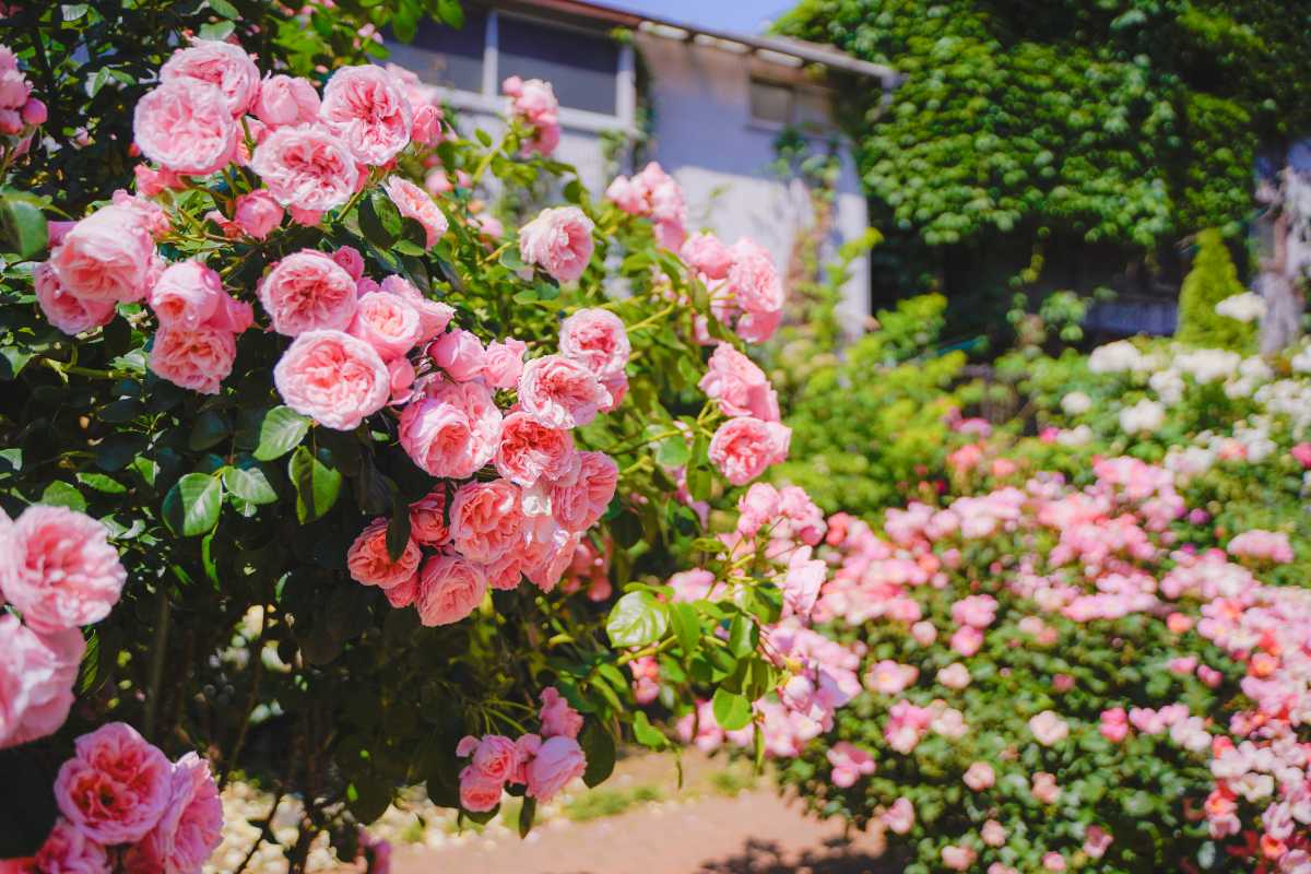 森ケ崎緑華園 バラ3