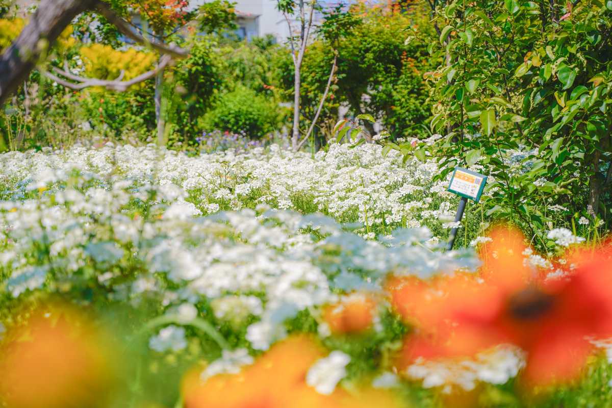 森ケ崎緑華園 花畑2