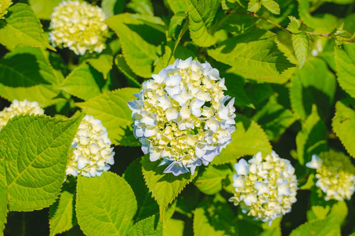 森ケ崎緑華園 紫陽花