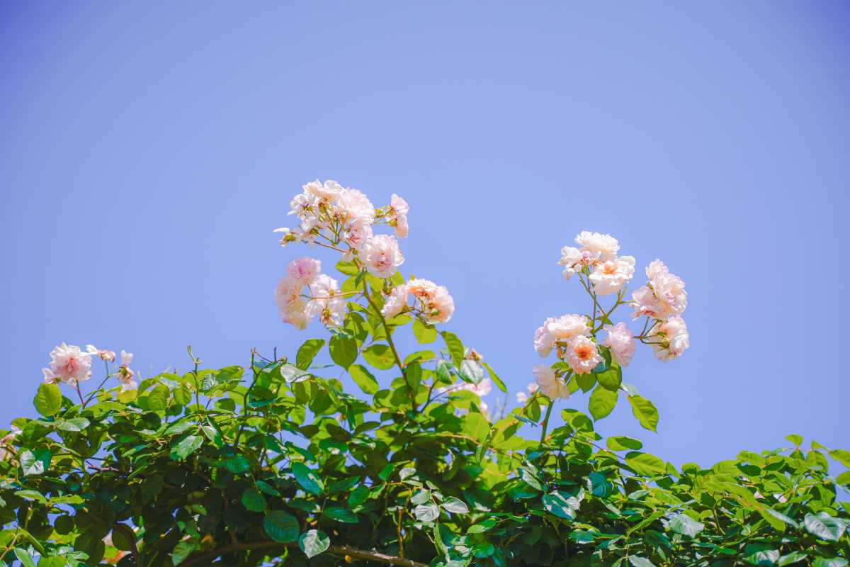 森ケ崎緑華園 バラ7