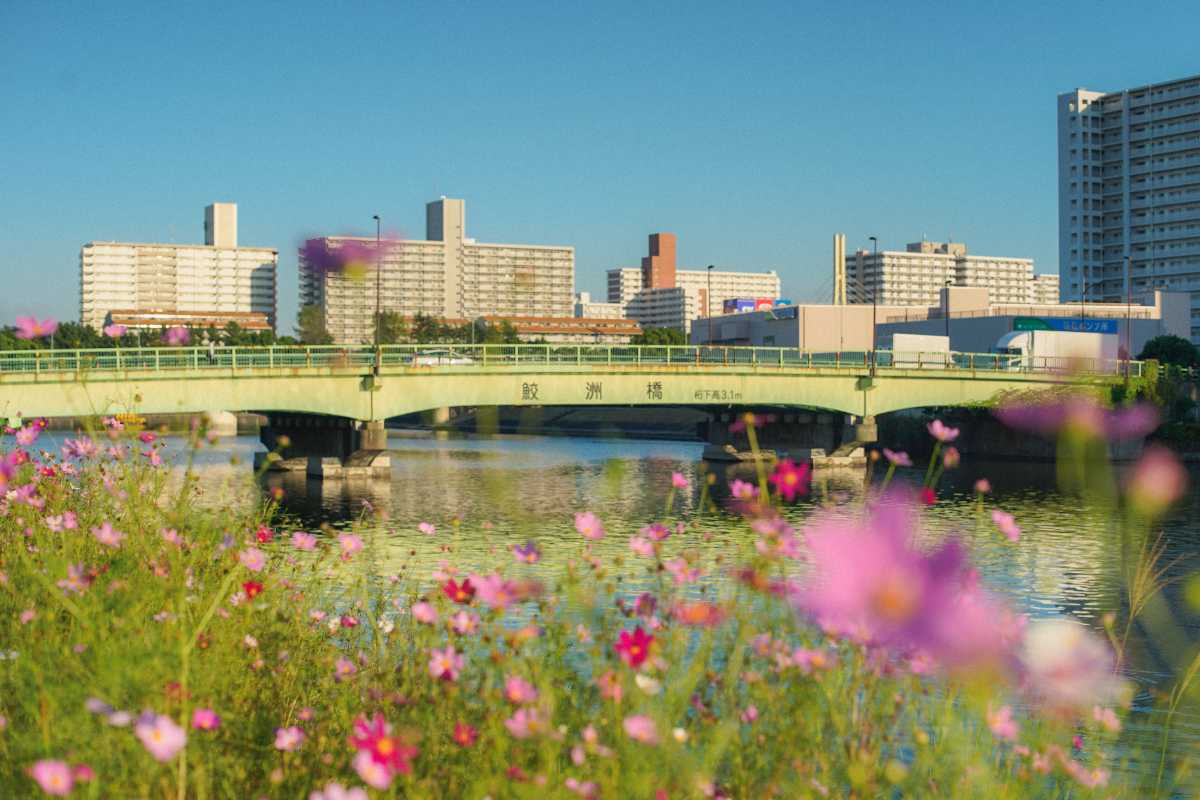 しながわ花海道 鮫洲橋とコスモス