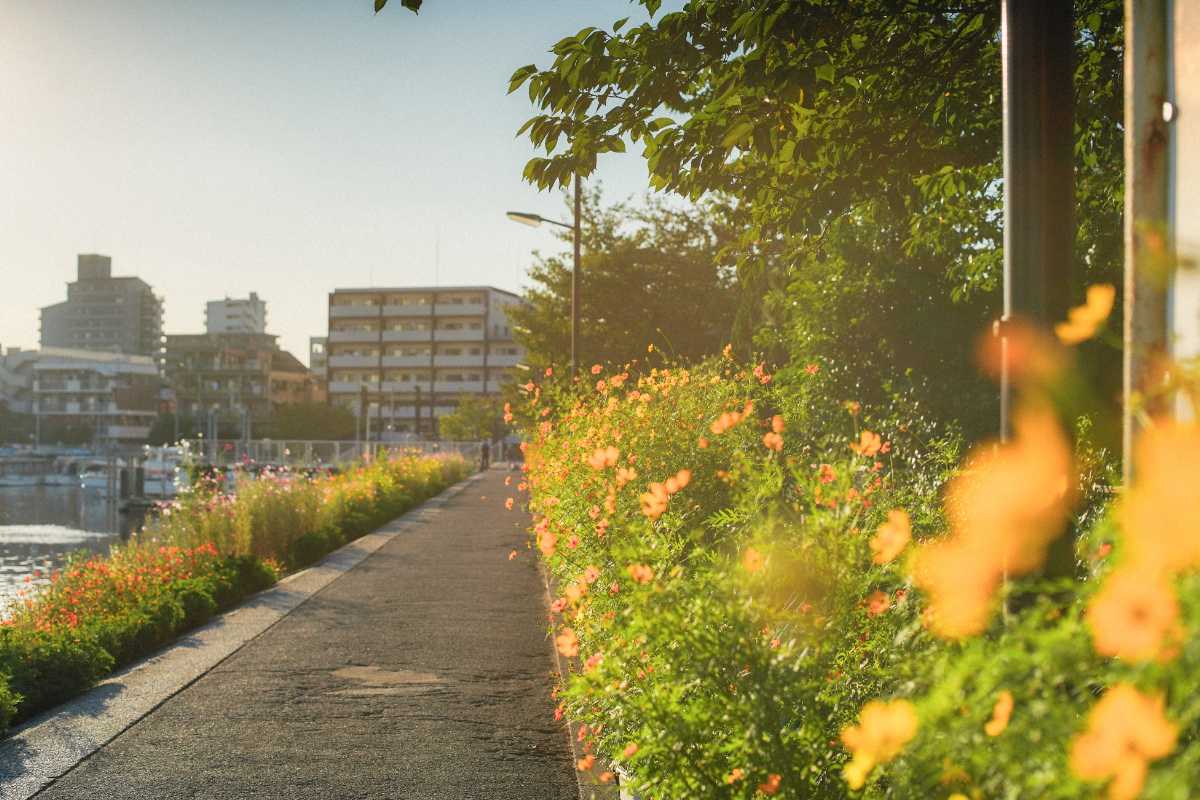 しながわ花海道 花壇いっぱいのキバナコスモス