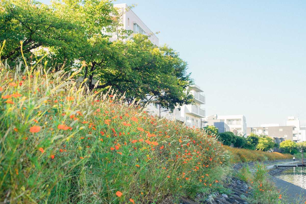 しながわ花海道 コスモスとねこじゃらし
