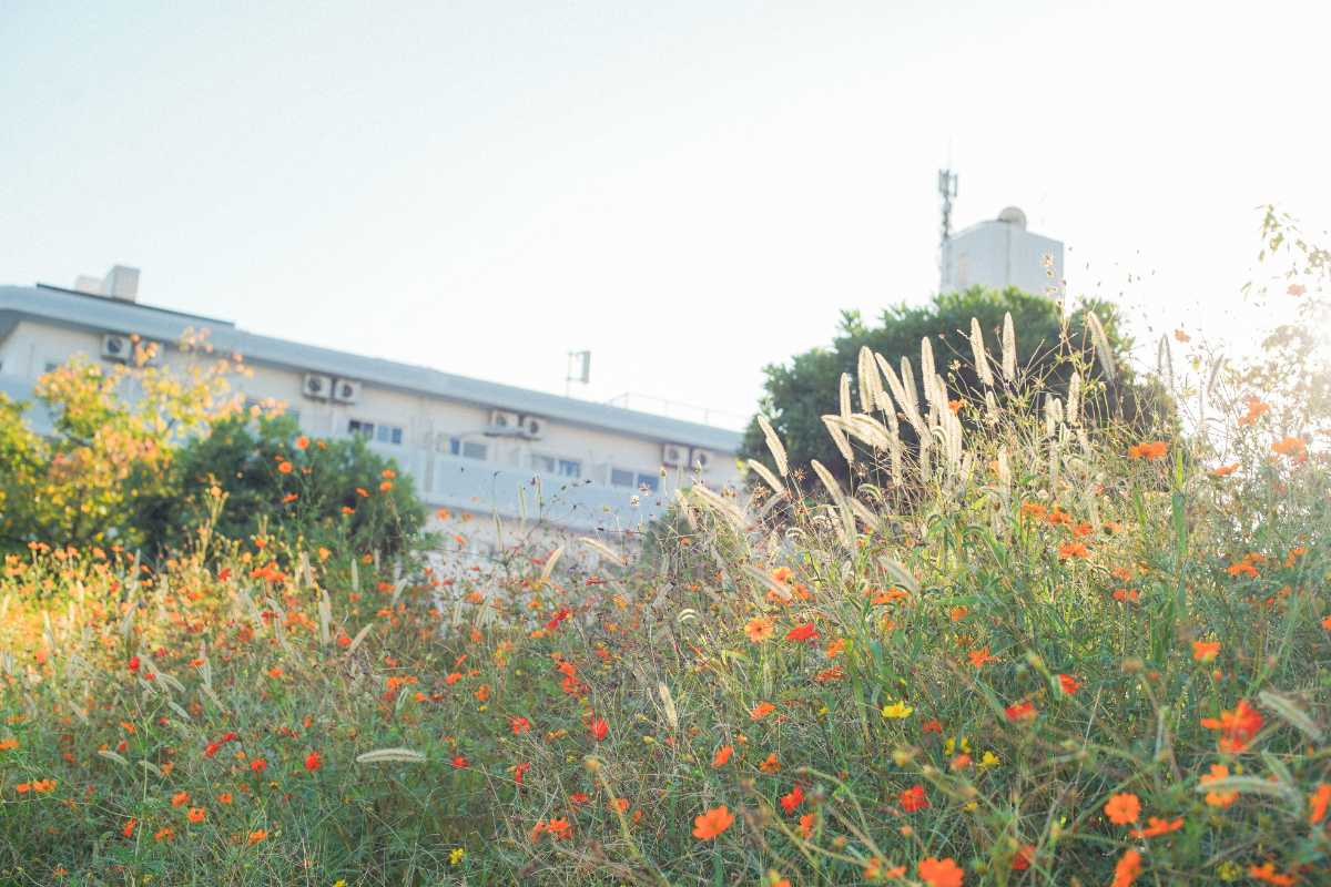 しながわ花海道 コスモスとねこじゃらし2