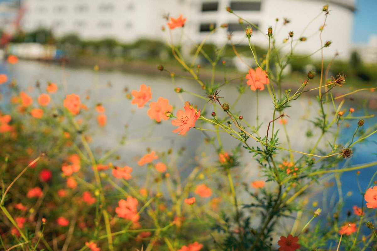 しながわ花海道 キバナコスモス