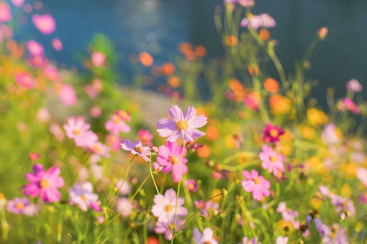 しながわ花海道 コスモス