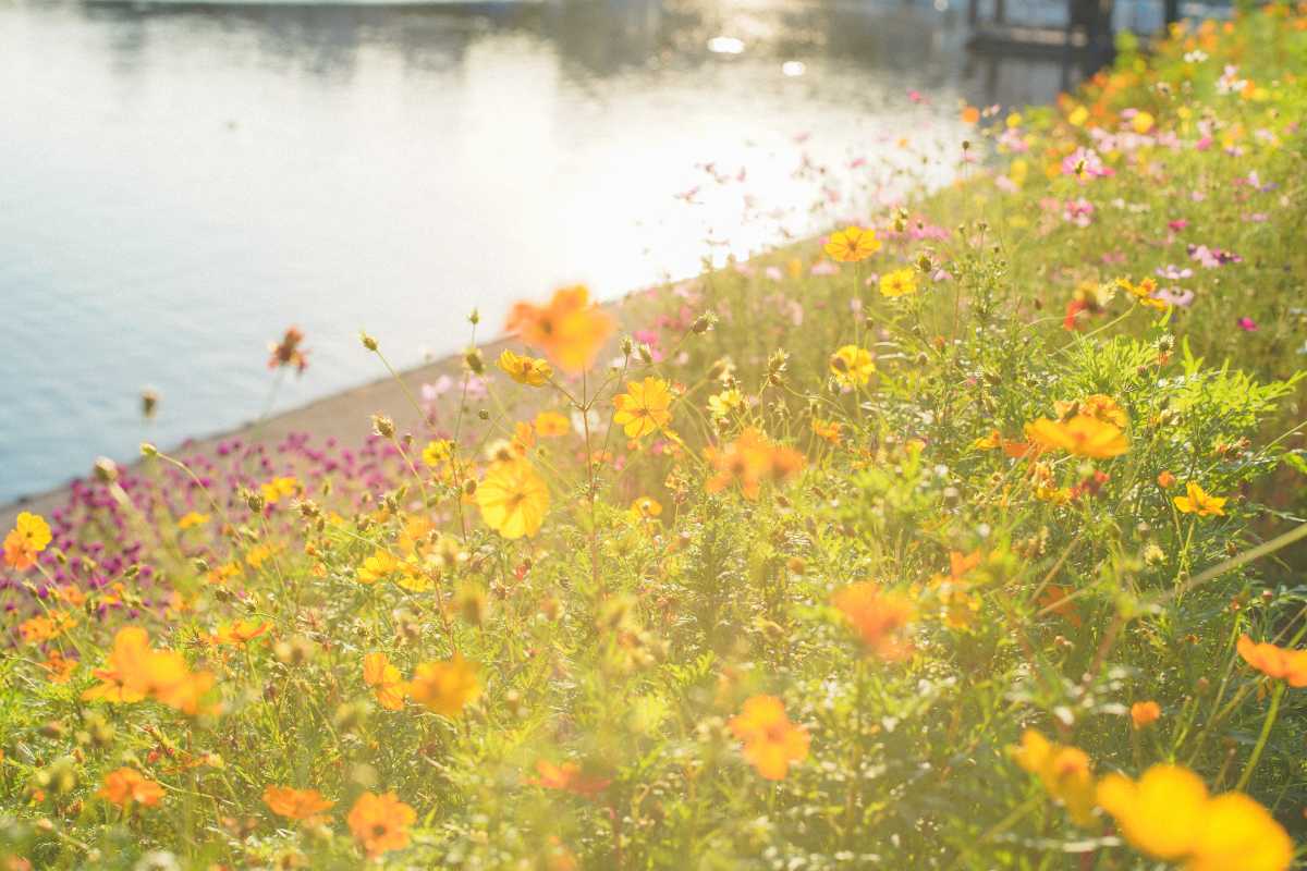 しながわ花海道 キバナコスモス