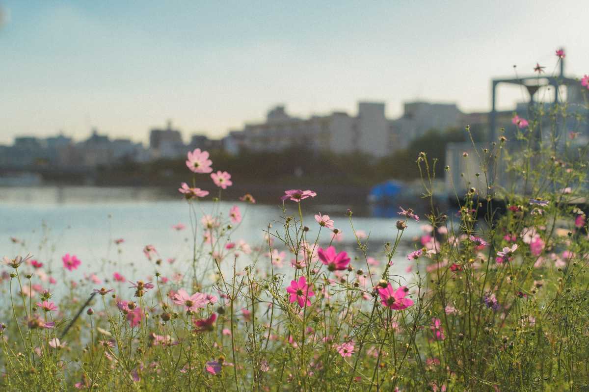 しながわ花海道 運河とコスモス