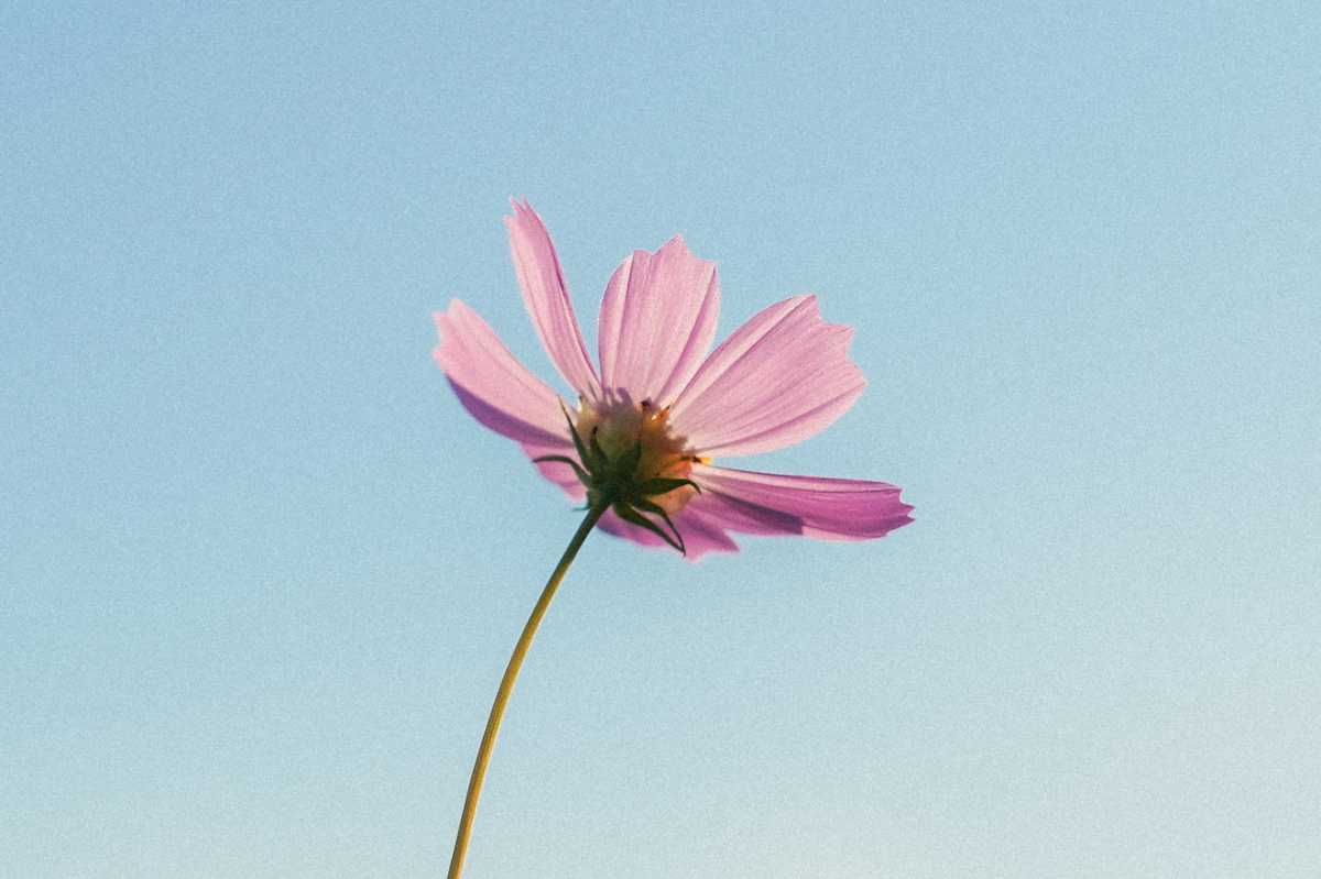 しながわ花海道 裏から見たコスモス