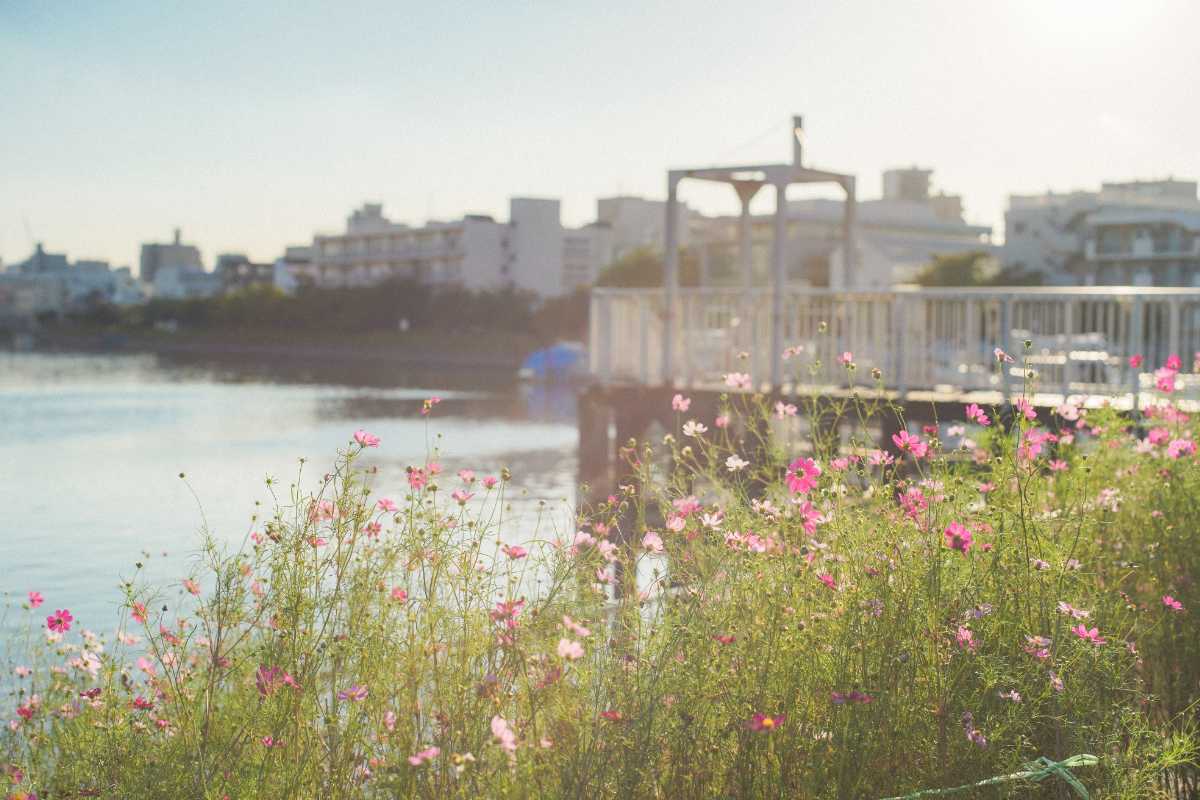 しながわ花海道 運河とコスモス2